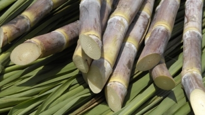 Fim de lei reduzirá valor da cana. Produtor deve agilizar colheita, diz AFCP