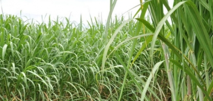 Receita das lavouras de soja e milho cai e cana-de-açúcar ajuda a segurar faturamento da agricultura de MS