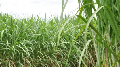 Receita das lavouras de soja e milho cai e cana-de-açúcar ajuda a segurar faturamento da agricultura de MS