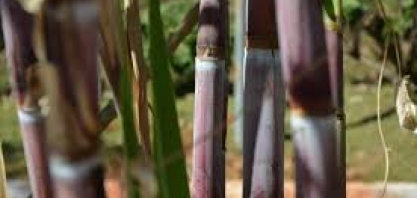 Dívida de indústrias de açúcar e álcool cai, mas usinas cobram programa