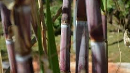 Dívida de indústrias de açúcar e álcool cai, mas usinas cobram programa