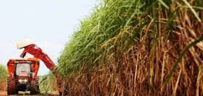 AFCP está confiante na aprovação do novo preço da cana pelos industriais