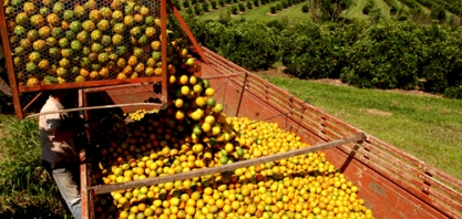 Laranja e açúcar puxam alta de 7,2% do PIB do agronegócio paulista