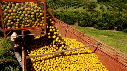 Laranja e açúcar puxam alta de 7,2% do PIB do agronegócio paulista