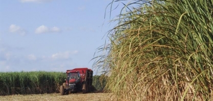 Produtores de cana-de-açúcar do Nordeste podem receber subvenção em créditos tributários
