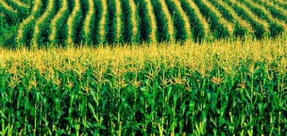 Produção de combustível a partir do milho retrai 71% em Mato Grosso