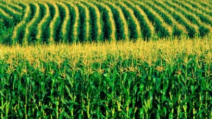 Produção de combustível a partir do milho retrai 71% em Mato Grosso