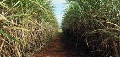 Funrural, lei de cultivares e preço da cana na pauta da Feplana amanhã