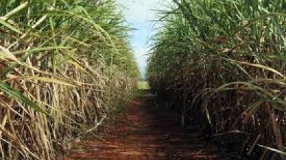 Funrural, lei de cultivares e preço da cana na pauta da Feplana amanhã