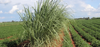 Fórum dos Produtores de AgroEnergia debaterá a adoção do sistema MPB e Meiosi para otimizar a produção