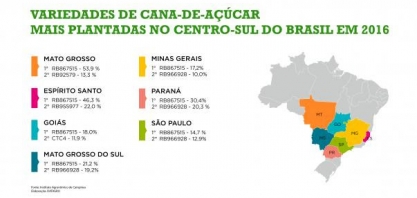 Instituto agronômico vai lançar novo censo para aprimorar planejamento no setor de cana