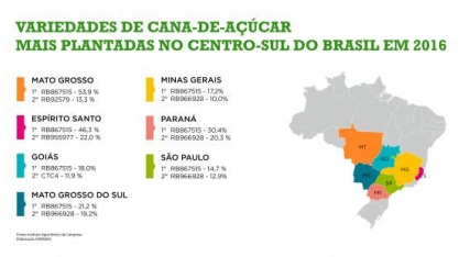 Instituto agronômico vai lançar novo censo para aprimorar planejamento no setor de cana