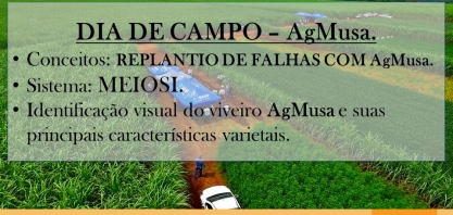 Dia de campo sobre Meiosi e o uso de AgMusa para recuperação de “stand” de canaviais falhados