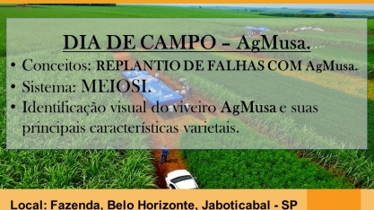 Dia de campo sobre Meiosi e o uso de AgMusa para recuperação de “stand” de canaviais falhados