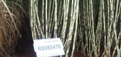 Encontro sobre Variedades de cana terá “pacote” de novidades e informações técnicas