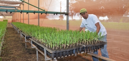 Secretaria entrega primeiro pacote de pré-brotado IAC de cultivares de cana na Agrishow 2017