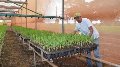 Secretaria entrega primeiro pacote de pré-brotado IAC de cultivares de cana na Agrishow 2017