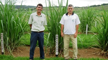 A variedade RB867515 está mais suscetível à pragas e doenças do que antes?