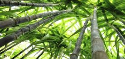 CTC relata lucro líquido de R$ 12,53 milhões em 2017, ante R$ 1,5 milhão em 2016