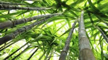 CTC relata lucro líquido de R$ 12,53 milhões em 2017, ante R$ 1,5 milhão em 2016