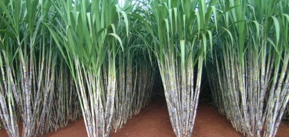Instituto Agronômico lança duas variedades de cana-de-açúcar em data comemorativa