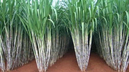 Instituto Agronômico lança duas variedades de cana-de-açúcar em data comemorativa