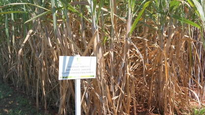 Cana de três dígitos é a solução?