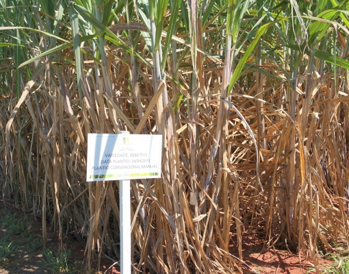 A correta alocação de variedades no ambiente de produção é fundamental