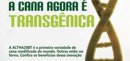 A cana agora é transgênica