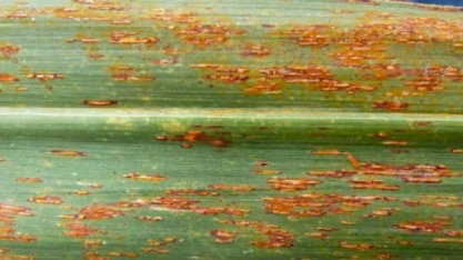 Cientistas descobrem nova ferrugem em cana-de-açúcar