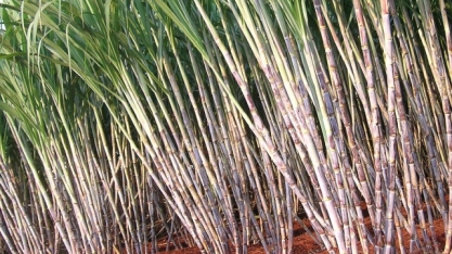 Instituto Agronômico completa 130 anos e lança duas variedades de cana com alto desempenho