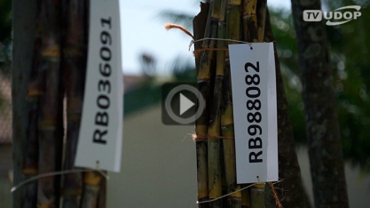 Ridesa/UFSCar apresenta Censo Varietal de 2017 do Oeste paulista