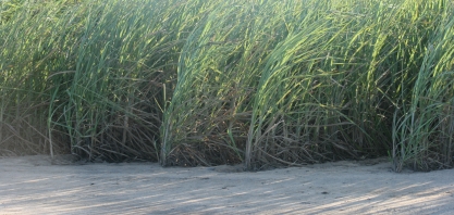 Nova levedura pode elevar produção de açúcar