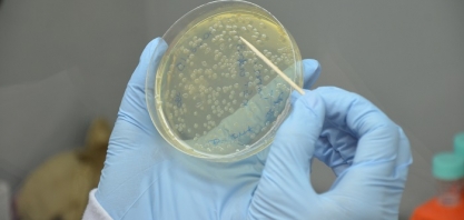 Pesquisadores desenvolvem microrganismos para retirar energia e produtos de biomassa