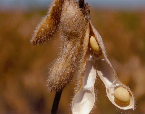 A Soja foi a primeira cultura a ter aprovação de uma variedade geneticamente modificada, isso em 1998