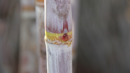 RB867515 - Uma variedade de cana que venceu desafios