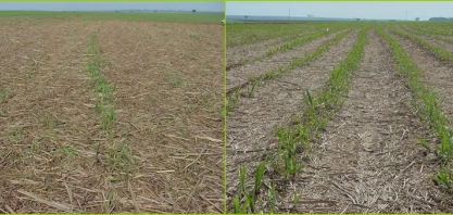 Tecnologia promete solucionar o problema da palha remanescente da colheita mecanizada de cana