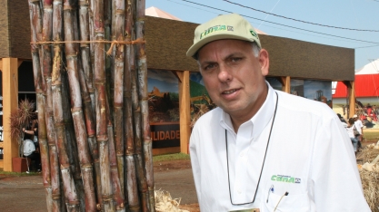 Novas variedades do IAC prometem bater a produtividade da 7515 em até 15%