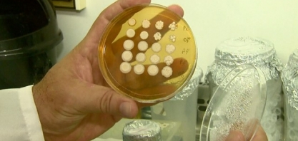 Pesquisa da UFSCar identifica fungos para aumentar a produção de etanol