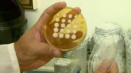 Pesquisa da UFSCar identifica fungos para aumentar a produção de etanol