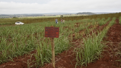 Líder no mercado de transgênicos brasileiros, Embrapa deve lançar, em breve, variedades geneticamente modificadas de cana