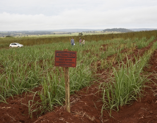 Experimento em campo com a cana transgênica da Embrapa tolerante à seca. Foto: Divulgação Embrapa Agroenergia/Adilson Kobayashi