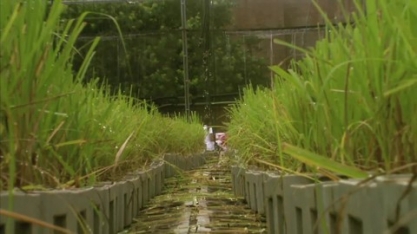 Pesquisa busca melhoramento genético da cana de açúcar