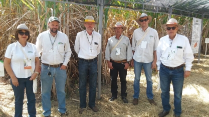 Em 2017, IAC lançará duas variedades de cana voltadas à mecanização e com alta performance
