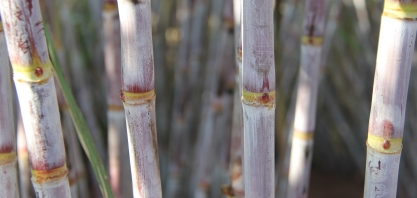 O reinado da 7515 acabou?