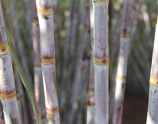 O setor evolui: a variedade 7515 ainda é a mais cultivada, mas perde a liderança nas intenções de plantio. Foto: Arquivo CanaOnline