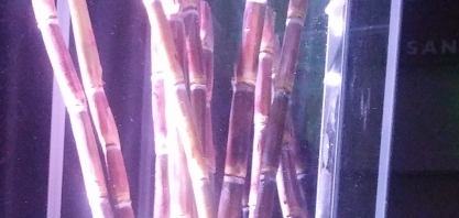 Conheça a ALTHA20BT a primeira variedade transgênica de cana do mundo