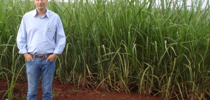 RIDESA planeja liberar entre 15 a 20 variedades de cana-de-açúcar em 2018