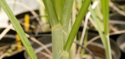 Inocular bactérias na cultura da cana pode ser mais eficiente que usar fertilizantes