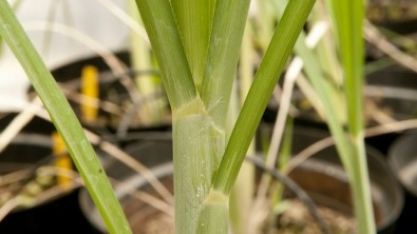 Inocular bactérias na cultura da cana pode ser mais eficiente que usar fertilizantes
